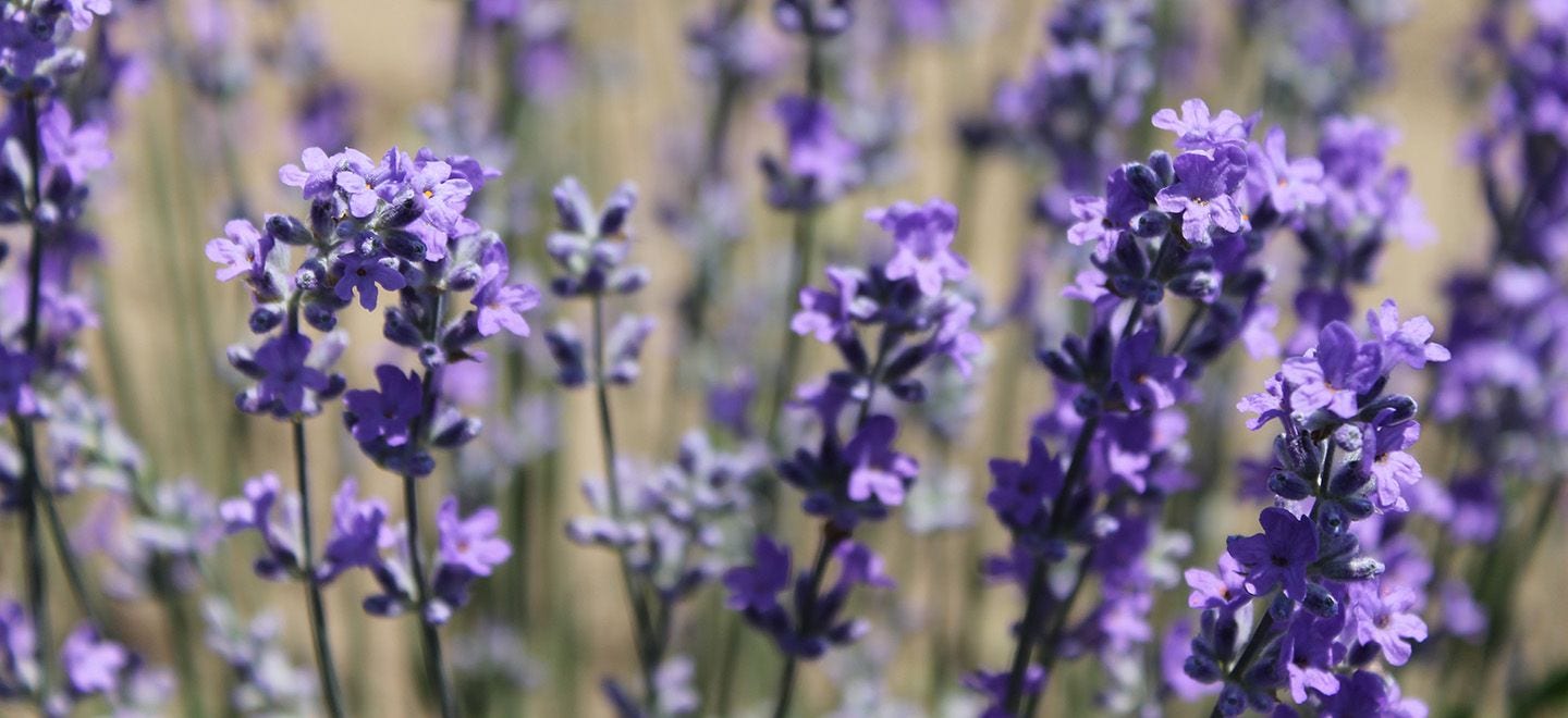 Herb 101: Lavender for Craft Use