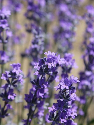 Herb 101: Lavender for Craft Use
