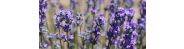 Herb 101: Lavender for Craft Use