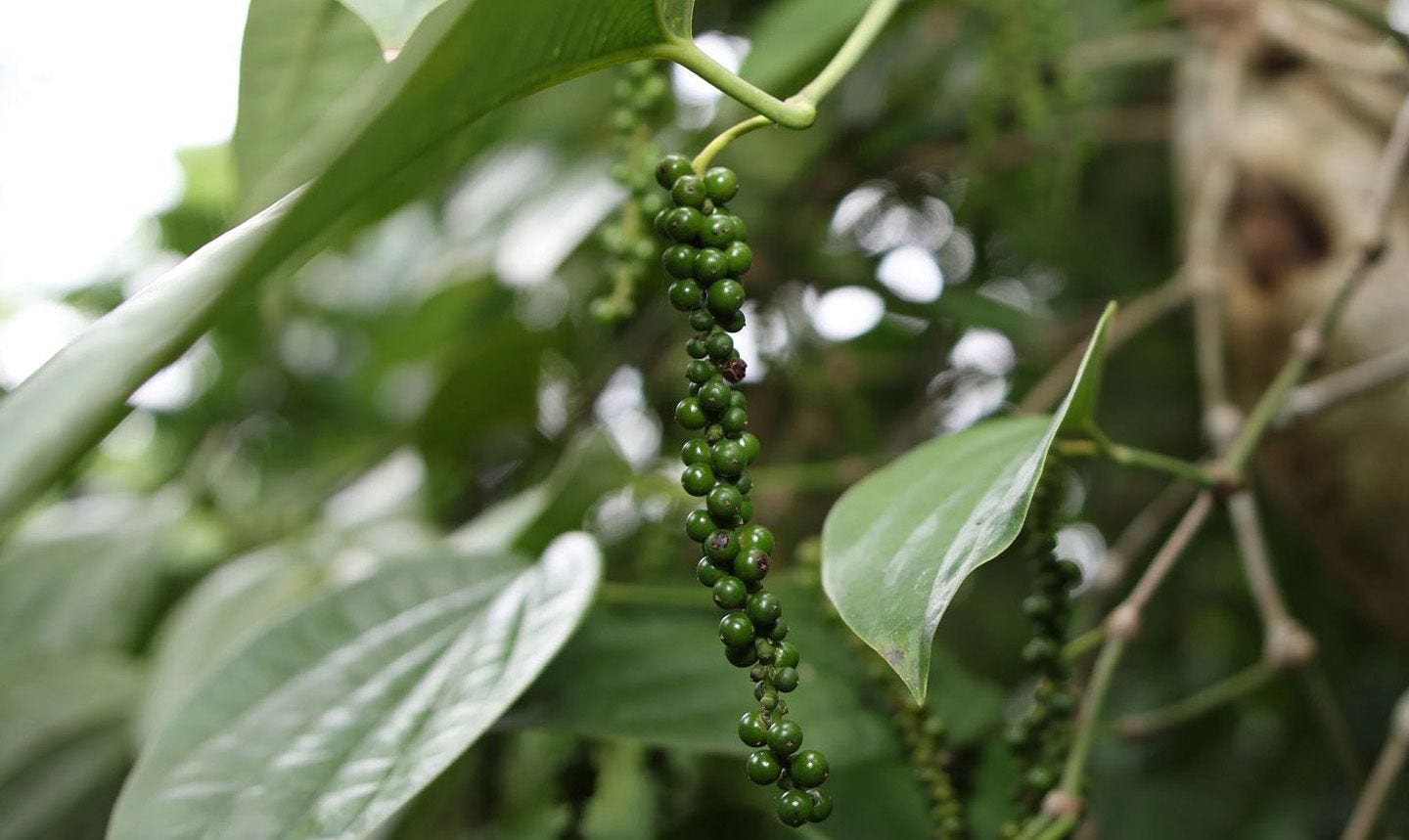 Regenerative Organic Agriculture