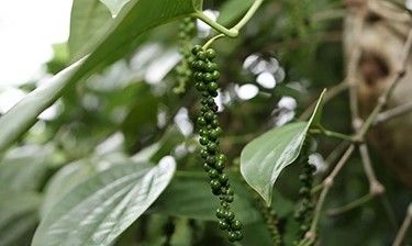 Regenerative Organic Agriculture